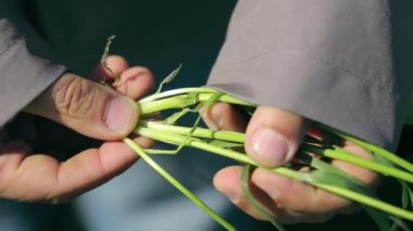 Genç filizlenen buğdayın çiftçi muayenesi. Elinde buğday bitkisi olan bir çiftçinin yakın çekimi. Buğday yetiştirme
