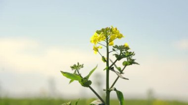 Sarı yapraklarla açan soya fasulyesi bitkisi. Tarlalarda soya yetiştirmek. Çiçekli bir soya fasulyesinin yakın çekimi..