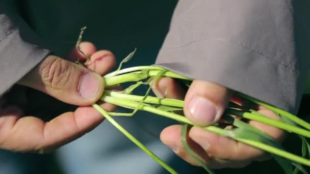 Agricultor Exemplifica Brotos Trigo Jovem Brotado Close Fazendeiro Segurando Uma — Vídeo de Stock
