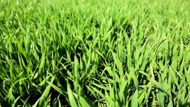 Молода Пшениця Крупним Планом Вирощування Пшениці Ранній Фазі Дозрівання — стокове відео