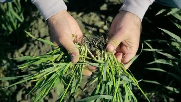 Examination Young Wheat Presence Diseases Checking Growth Wheat Farmer Examines — Stock Video