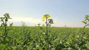 Tarlada filizlenen soya fasulyesi. Doğa ve tarım. Tarım ve Soya Çiftliği.