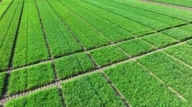 Tarım. Tarlada yetişen doğa ve tarım ürünleri. Baharatlı Buğday ve Çavdar Tarlası