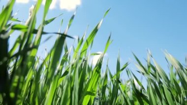 Doğa ve Tarım. Olgunlaşmanın ilk aşamalarındaki buğday manzarası. Mavi gökyüzünün arka planında buğday.