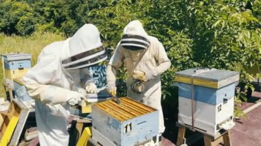 Arıcılar Apiary 'de Bal Topluyor. Bal Koçanı Toplayan İki Kişi.