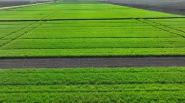 Deneysel buğday tarlaları. Deneysel Tarım Alanının Hava Çekimi.