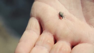 Mans Hand 'deki küçük bir böcek. Küçük bir böcek insan avucunun üzerinde sürünüyor.