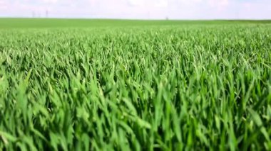 Erken dönem buğday tarlası. Genç buğday