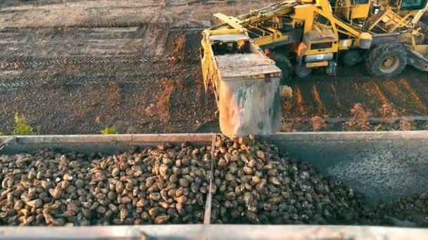 Cukorrépát Pakolok Egy Kamionba Szállításra Cékla Betakarítása Berakodása — Stock videók