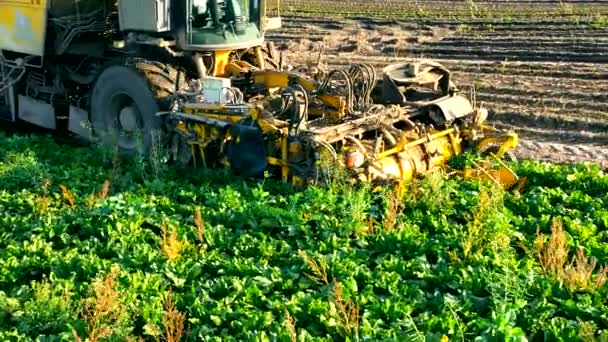 フィールド内のコンバイン収穫ビート — ストック動画
