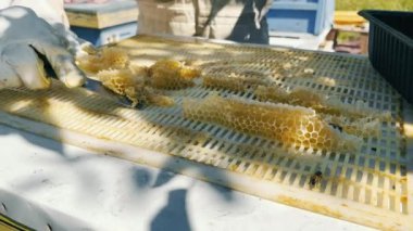Arı kovanındaki bir arı yetiştiricisi, bir spatulayla bal ve bal peteği kazır. Arı kovanında bal özütü