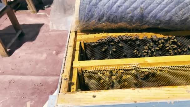 Nahaufnahme Von Bienen Die Einem Stock Leben Bienen Und Honigproduktion — Stockvideo
