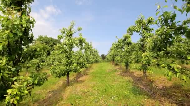 Duży Sad Jabłkowy Jabłonie Sadzone Rzędzie Panorama Sadu Jabłkowego — Wideo stockowe