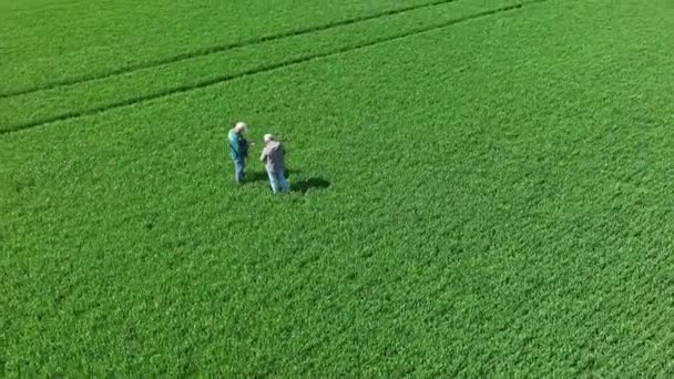 Bauern Inspizieren Ein Weizenfeld Auf Früh Reifende Krankheiten Landwirtschaft Und — Stockvideo