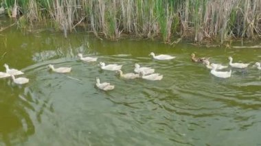 Yavaş çekimde küçük bir gölde yüzen vahşi beyaz ördek sürüsünün en iyi görüntüsü..