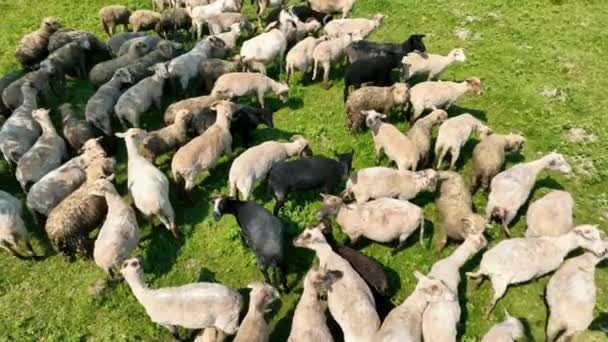 Top View Flock Sheep Grazing Meadow Green Field Dalam Bahasa — Stok Video