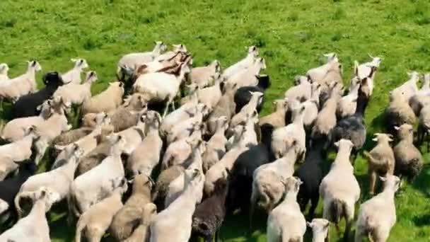 Ilmakuva Lammasparvi Juoksee Vihreällä Kentällä Hitaalla Liikkeellä Näkymä Drone Jahtaavat — kuvapankkivideo
