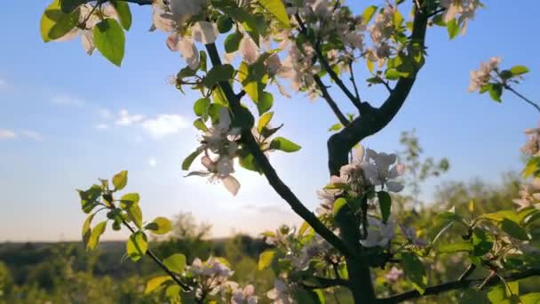 Гілка Яблука Розквітне Сонці Цвіте Яблуко Красиві Білі Квіти Весняні — стокове відео