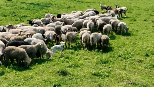 Vista Drone Rebanho Ovelhas Pastando Pasto Verde Ovinos Cabras Pastam — Vídeo de Stock