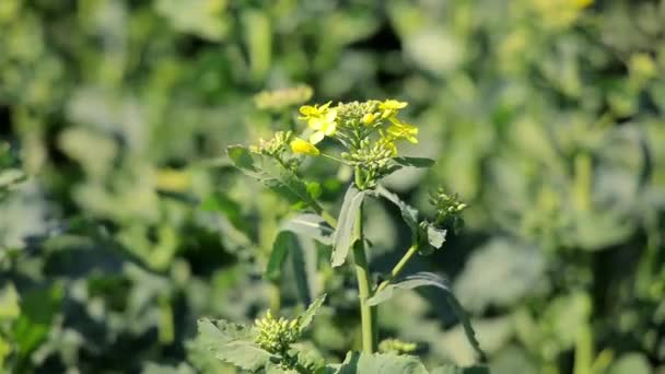 Branch Blooming Yellow Soybeans Swaying Wind Agriculture — Stock Video