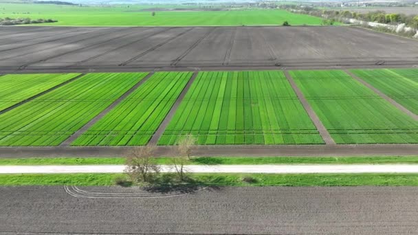 Top View Plantation Young Green Wheat Varietal Wheat Fields Divided — Stock Video