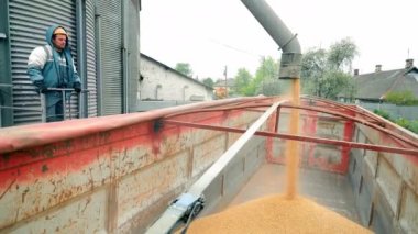 Bir kamyona tahıl yüklüyorlar. Soya fasulyeleri nakliye için yüklüdür. Hasat kavramı.