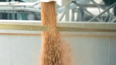 Tahılları bir kamyona yüklüyorlar. Soya fasulyeleri nakliye için yüklüdür. Hasat kavramı. Ağır çekim. Yaklaş..