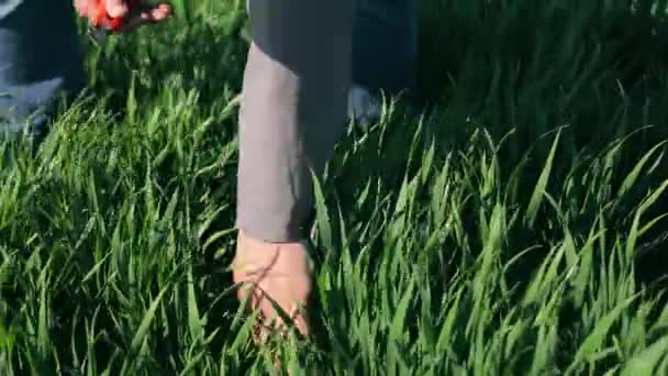 Ein Bauer Untersucht Sprossen Aus Gekeimtem Jungen Weizen Nahaufnahme Eines — Stockvideo