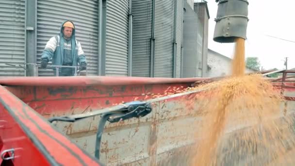 Інженер Контролює Процес Завантаження Зерна Вантажівку Збирання Зернових Культур — стокове відео