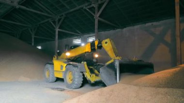 Bir kazıcı bir depoda tahıl düzenler. tarım ürünlerinin depolanması.