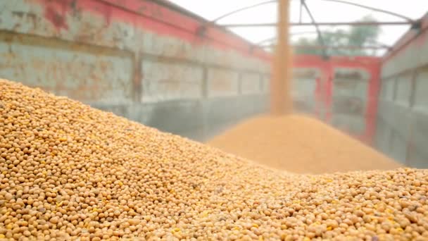 Cargando Cultivos Soja Camión Fondo Está Fuera Foco Concéntrate Soja — Vídeos de Stock