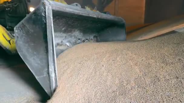 Getreidelagerungskonzept Nahaufnahme Des Eimers Eines Laders Der Getreide Einem Getreidespeicher — Stockvideo