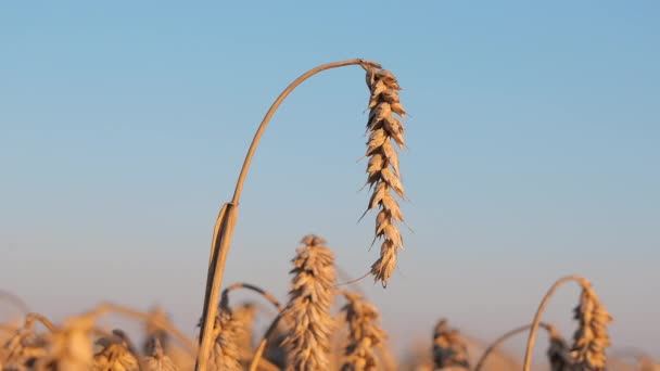 フィールドで育つ熟した小麦の耳 小麦の収穫時間について — ストック動画
