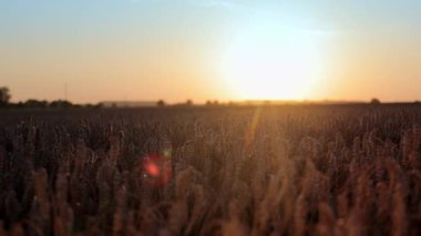 Gün batımında tarlada buğday kulakları. Buğday toplama zamanı. Tarım ve buğday ekimi. Buğday ve batan güneşin altın kulakları