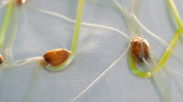 Araştırma Altında Laboratuvar Yetiştirilmiş Buğday Filizleri Laboratuvar Testleri Sırasında Filizlenmiş — Stok video