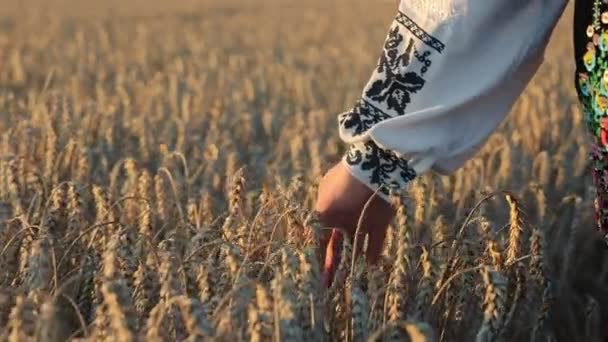 Bir Buğday Tarlası Olgunlaşmış Buğday Başaklarına Dokunan Bir Kadın Doğa — Stok video