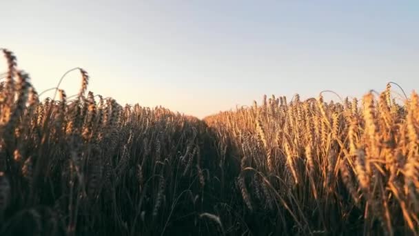 Tarım Alanında Olgunlaşmış Buğday Başakları Hasat Zamanı — Stok video