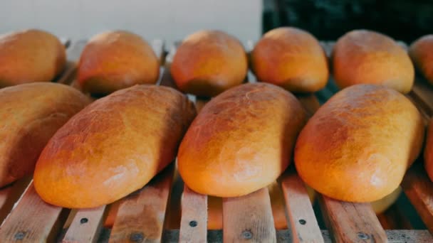 Пшеничний Хліб Охолоджується Полицях Пекарні — стокове відео