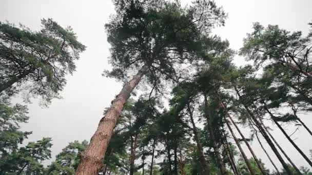 Bulutlu Bir Günde Çam Ormanı Aşağıdan Manzara Uzun Çam Ağaçları — Stok video