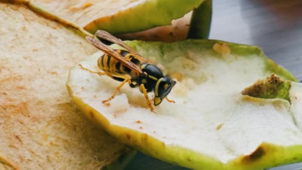 黄蜂吃苹果特写 吃苹果的黄蜂 — 图库视频影像