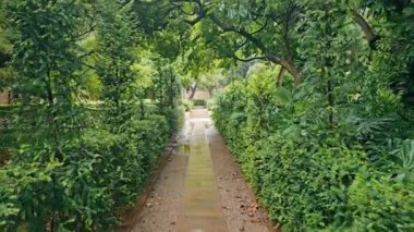 Yağmurdan sonra tropik park. Büyük su birikintileri ve ıslak yapraklar. Parkta bir yürüyüş..