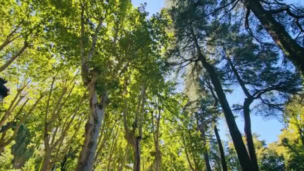 Pemandangan Sinar Matahari Melalui Hutan Yang Padat Hutan Hari Yang — Stok Video