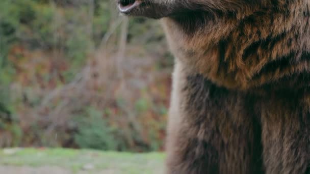 茶色の熊の顔が何かを噛んでいる クローズアップ 危険な茶色のクマ 野生の自然 — ストック動画