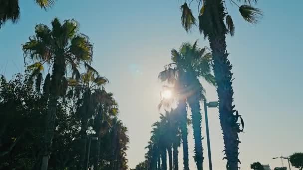 stock video Palm alley and the sun glistening on palm leaves. View from below on the tops of palm trees against the background of the blue sky