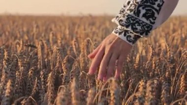 Ukrayna uyruklu bir kızın eli olgun, altın mısır kulaklarına değiyor. Kapatın. Bir kadın eli buğdayın altın kulaklarına dokunur.