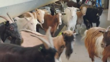 Çiftlikteki bir keçi sürüsü ahırdan çıkıyor. Boynuzlu keçiler kameraya bakar ve kabinden kaçarlar. Yakın plan..