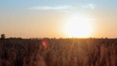 Gün batımında altın buğday tarlasının güzel yaz manzarası. Gün batımında gökyüzü ve buğday tarlası manzarası. Tarım kavramı. Olgun, altın buğday kulakları güneş ışınlarıyla aydınlatılıyor.