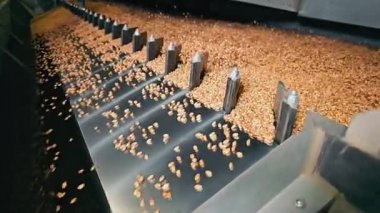 Metal taşıyıcı kullanarak buğday endüstriyel işleme. Daha fazla buğday depolamak için temizlik. Kapat..