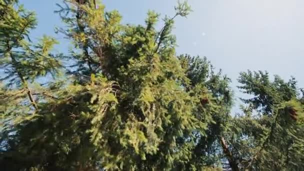 Uitzicht Toppen Van Dennenbomen Met Kegels Tegen Achtergrond Van Blauwe — Stockvideo