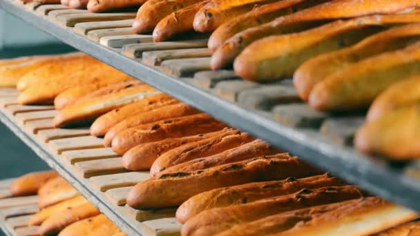ベイク ラディバゲット パンはパン屋の木製ラックの上に横たわっています ベーカリーベーキングのコンセプト クローズアップ — ストック動画